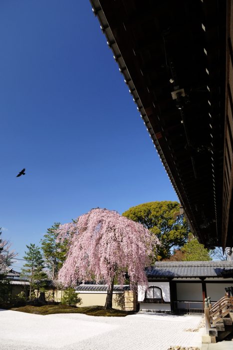 高台寺のシダレザクラ