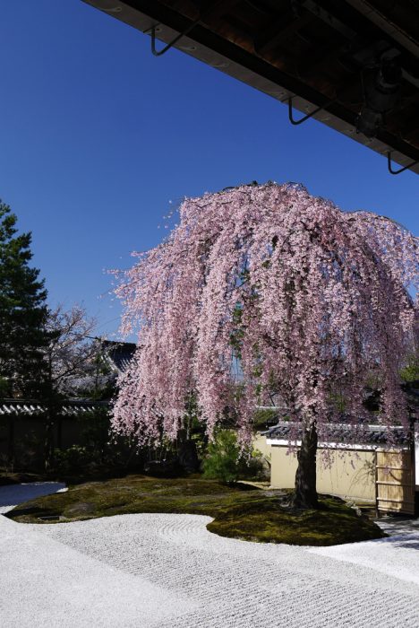 高台寺のシダレザクラ