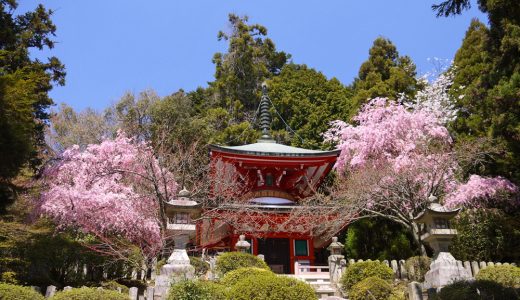 鞍馬寺の紅枝垂れ桜