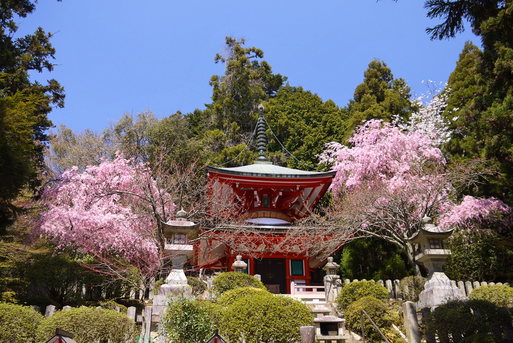 鞍馬寺の紅枝垂れ桜