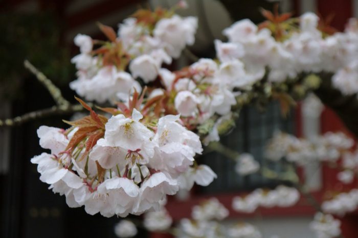 鞍馬寺の八重桜