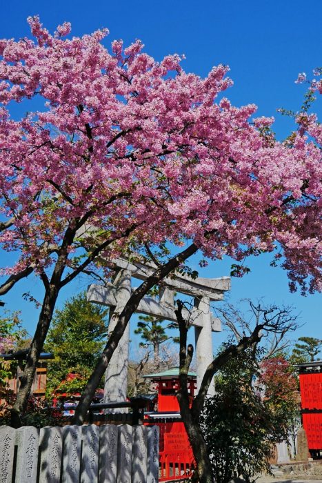 車折神社の桜