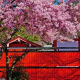 車折神社の桜