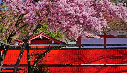 車折神社の桜