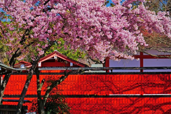 車折神社の桜