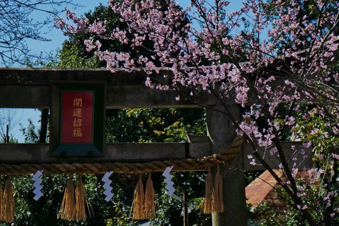 車折神社の桜