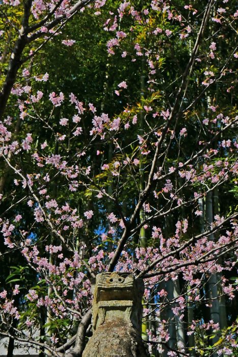 車折神社の桜