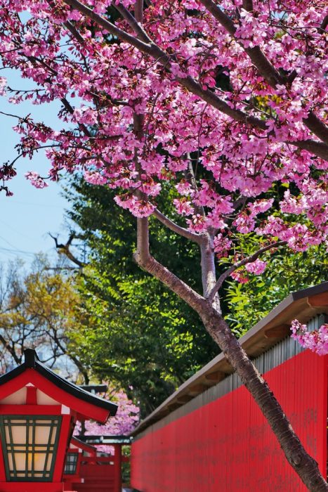 車折神社の桜