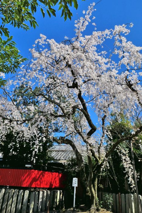 車折神社の桜