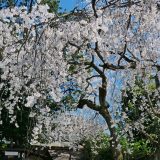 車折神社の桜