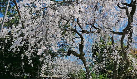 車折神社の桜