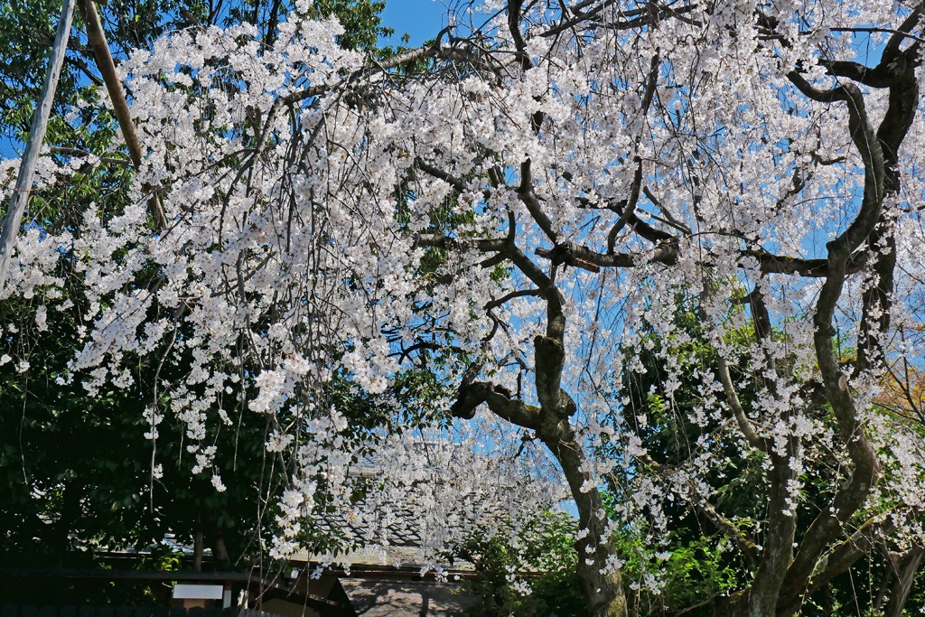 車折神社の桜