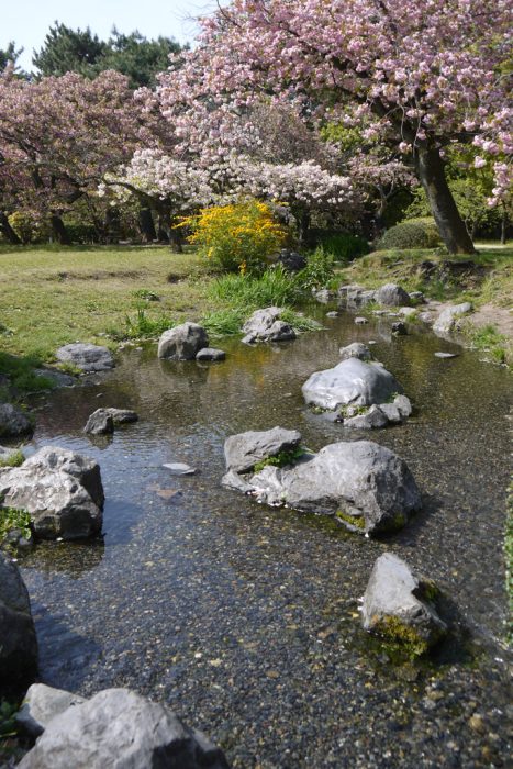 京都御苑の桜