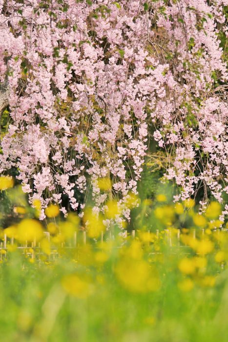 京都御苑の桜