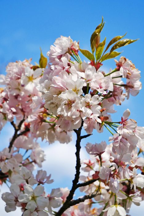 京都御苑の桜