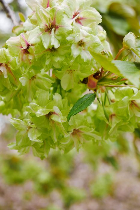 京都御苑の御衣黄桜