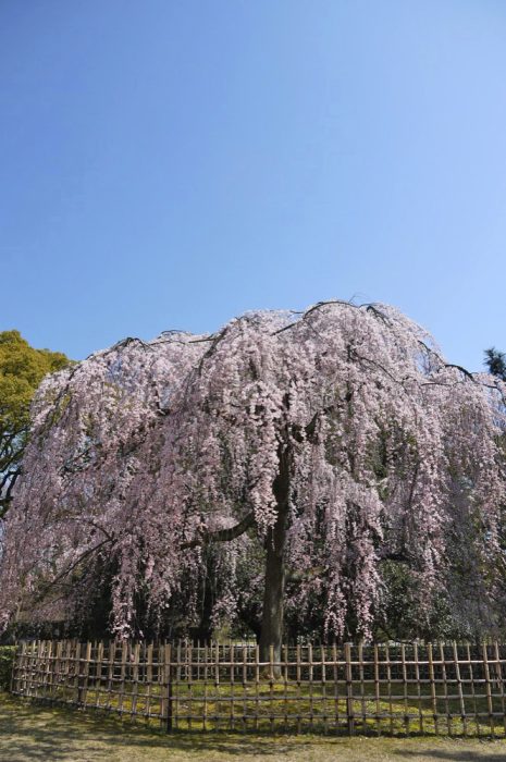 京都御苑・出水の枝垂桜
