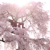 円山公園の「祇園しだれ桜」