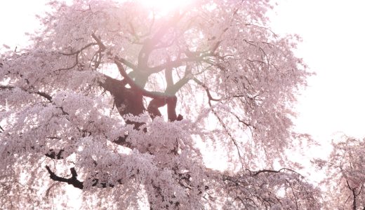 円山公園の「祇園しだれ桜」