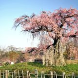 円山公園の「祇園しだれ桜」