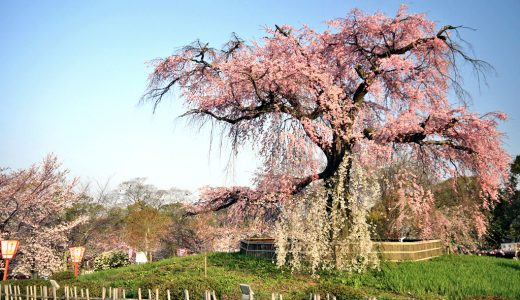 円山公園の「祇園しだれ桜」