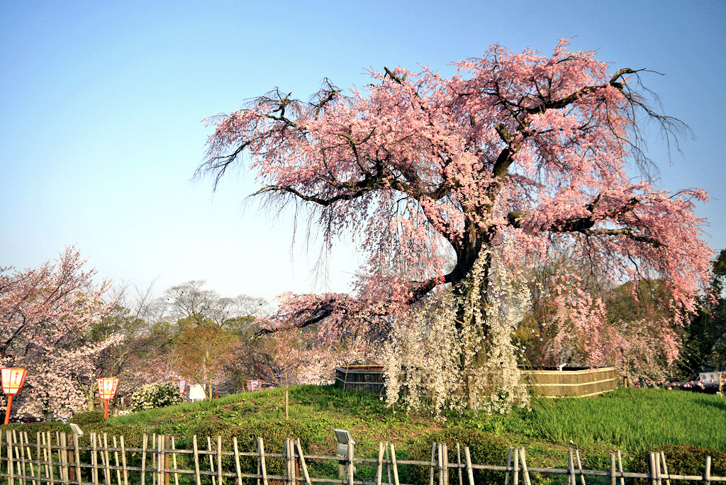 円山公園の「祇園しだれ桜」