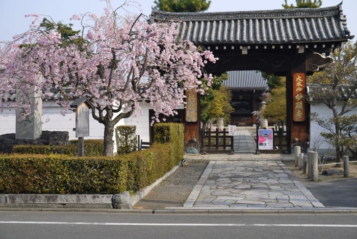 妙顕寺の桜