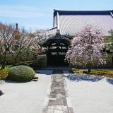 妙顕寺の桜