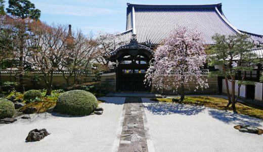 妙顕寺の桜