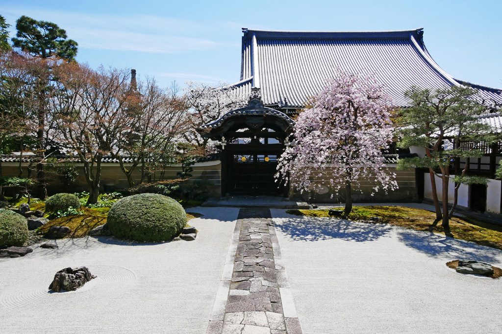 妙顕寺の桜