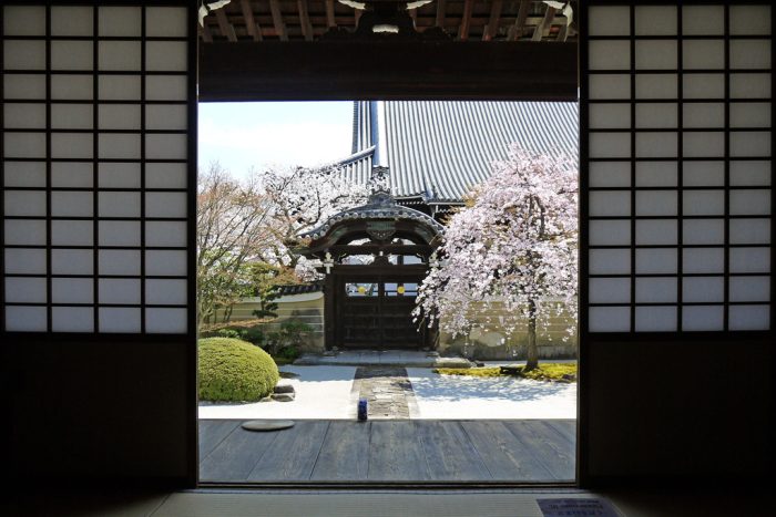 妙顕寺の桜