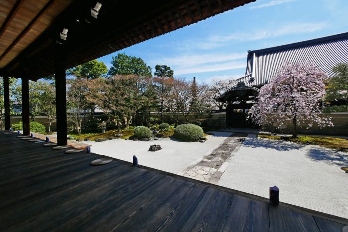 妙顕寺の桜