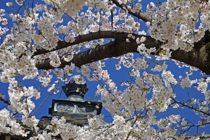 妙顕寺の桜