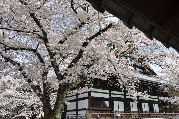 妙顕寺の桜