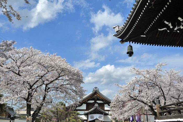 妙顕寺の桜