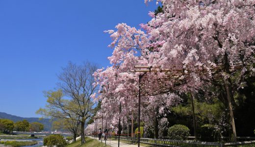 半木の道の桜