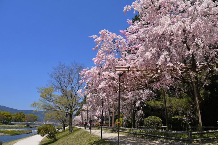 半木の道の桜