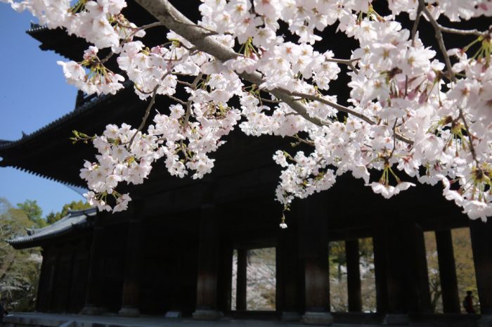 南禅寺の桜