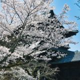 南禅寺の桜