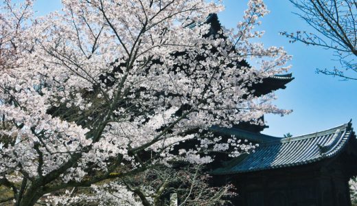 南禅寺の桜