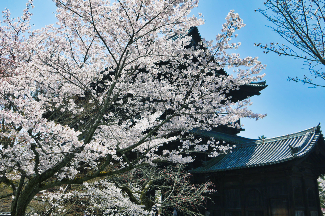 南禅寺の桜