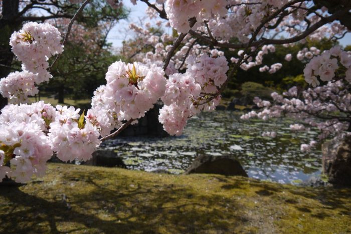 二条城の桜