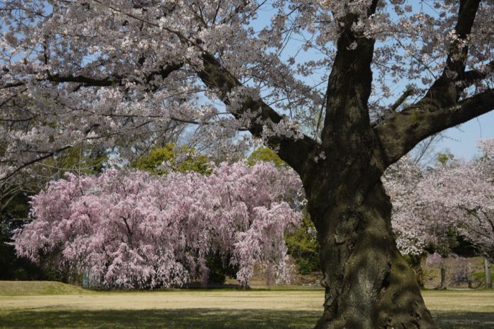 二条城の桜