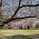 二条城の桜