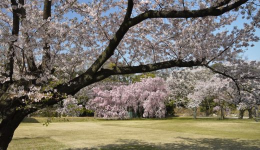 二条城の桜