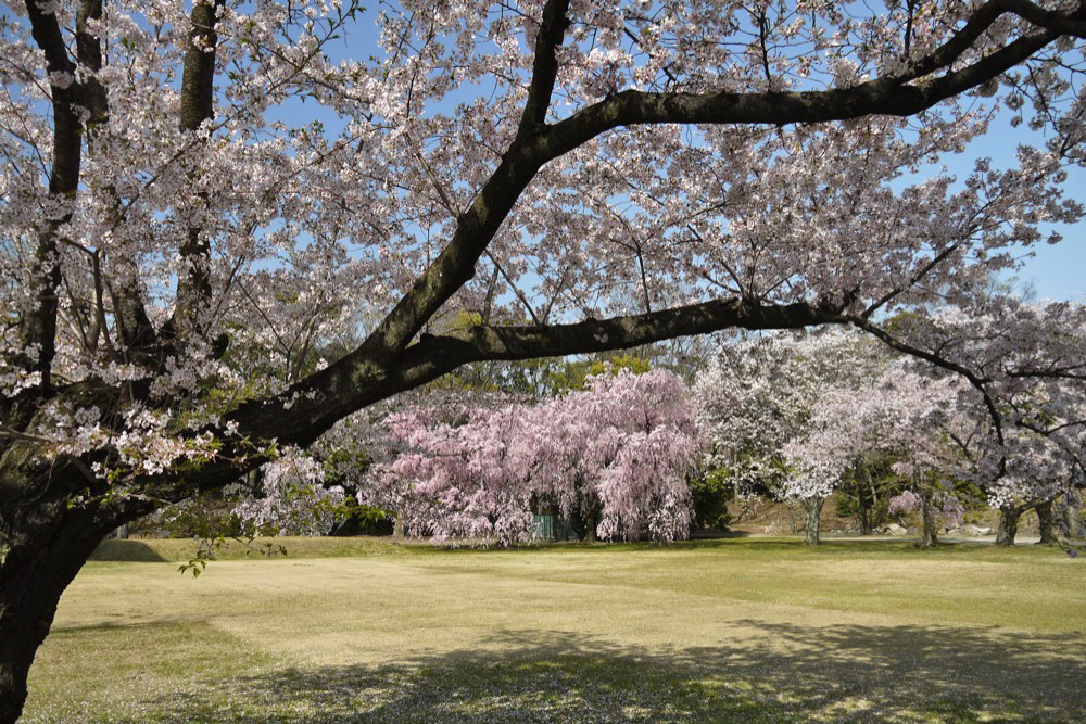 二条城の桜