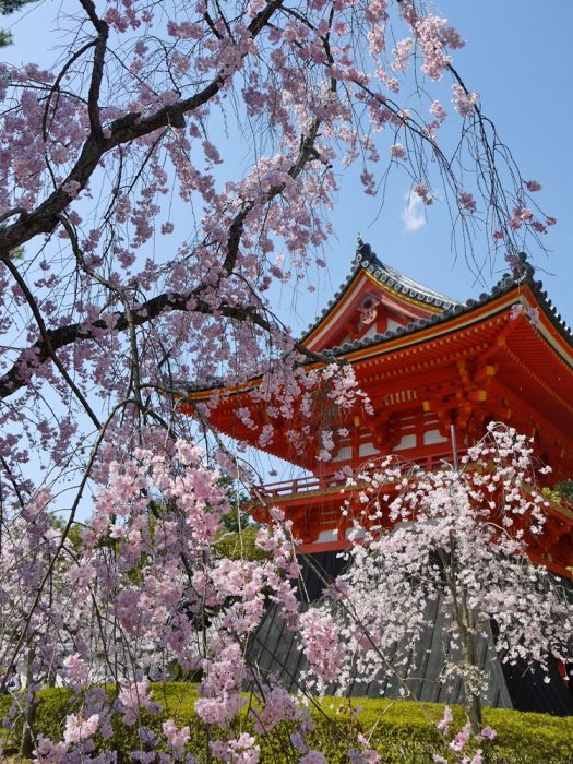 仁和寺の桜