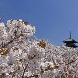 仁和寺の桜