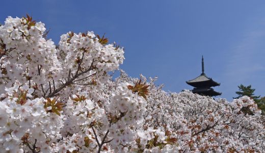 仁和寺の桜