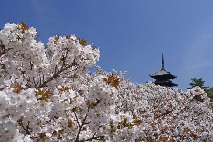 仁和寺の桜